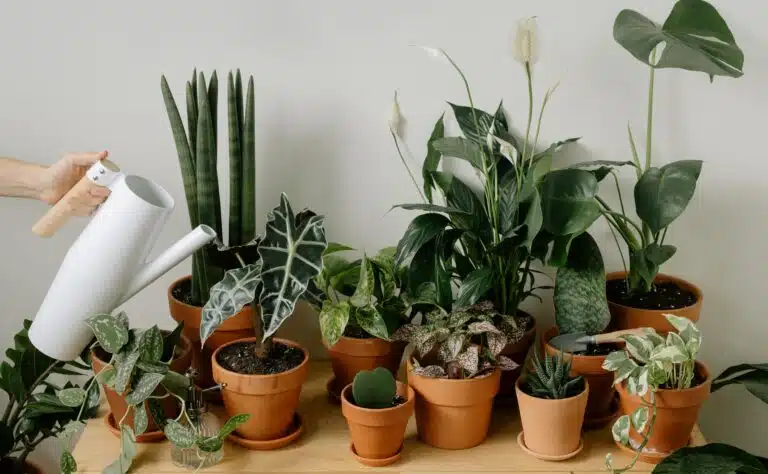 Tämä lannoite auttaa viherkasveja selviytymään talven yli