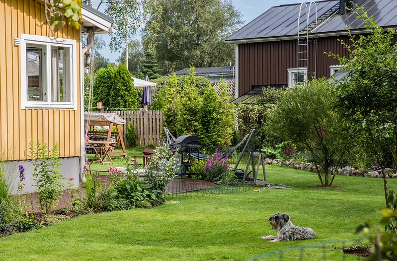 Tässä on vuoden trendipensas – löytyy tuhansilta suomalaisilta pihoilta