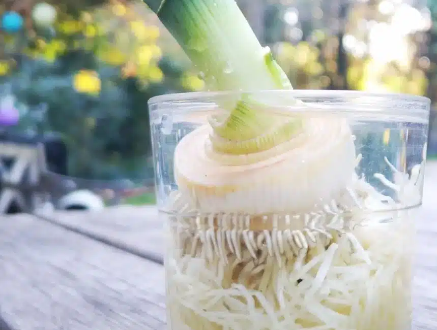 Älä heitä purjon kantaa roskiin - tee tämä ja saat sen kasvamaan ikkunalaudallasi Älä heitä purjon kantaa roskiin – tee tämä ja saat sen kasvamaan ikkunalaudallasi