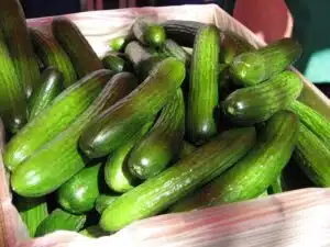 Söin kurkkua joka päivä viikon ajan – nämä muutokset huomasin kehossani