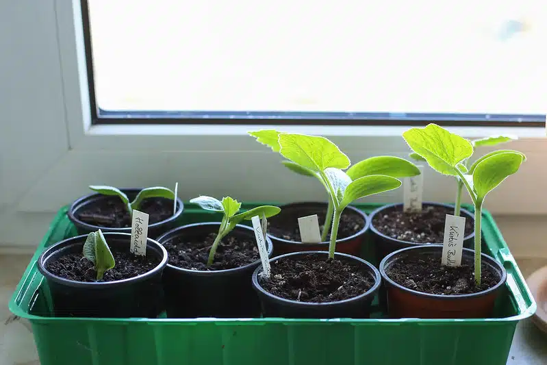 Kattava opas kurkun kasvatukseen – näin saat runsaan ja maukkaan sadon