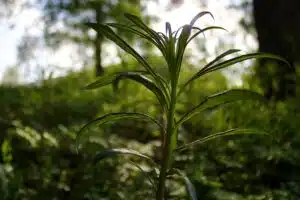 Kohta voit kerätä talteen ilmaista kasvia, jonka muistuttaa aivan parsaa