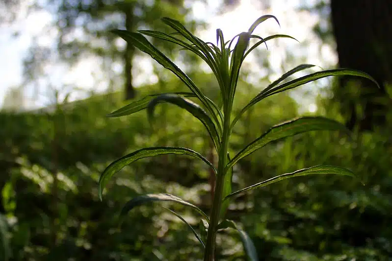 Muista kerätä keväällä tätä luonnon kasvia talteen – muistuttaa maultaan aivan parsaa