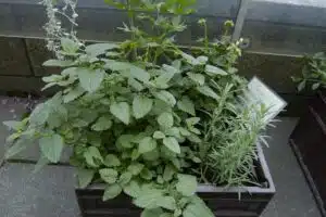 Istuta nämä hyötykasvit terassin viereen ja vietä kesä ilman ampiaisia Istuta nämä hyötykasvit terassin viereen ja vietä kesä ilman ampiaisia