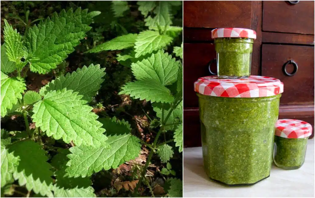 Valmista tutusta villikasvista pestoa – herkullista ja todella ravitsevaa
