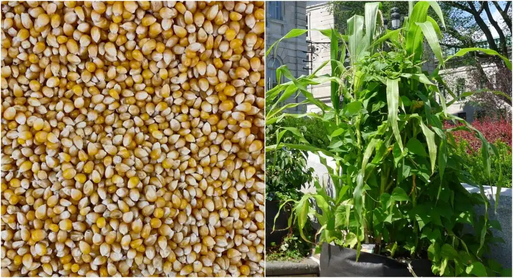 Istuta popcornin siemenet multaan – lopputuloksena yllättävän kaunis viherkasvi