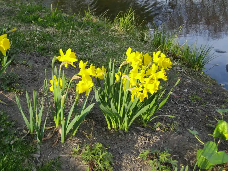 Näin saat narsissit kukoistamaan keväästä kevääseen – jopa usean vuoden ajan!