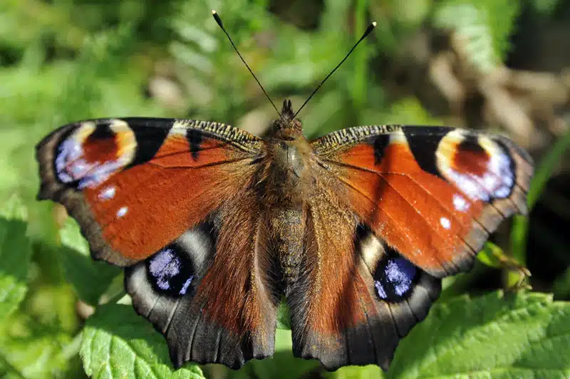 8 tuttua yrttiä, jotka houkuttelevat puutarhaasi suuren määrän perhosia