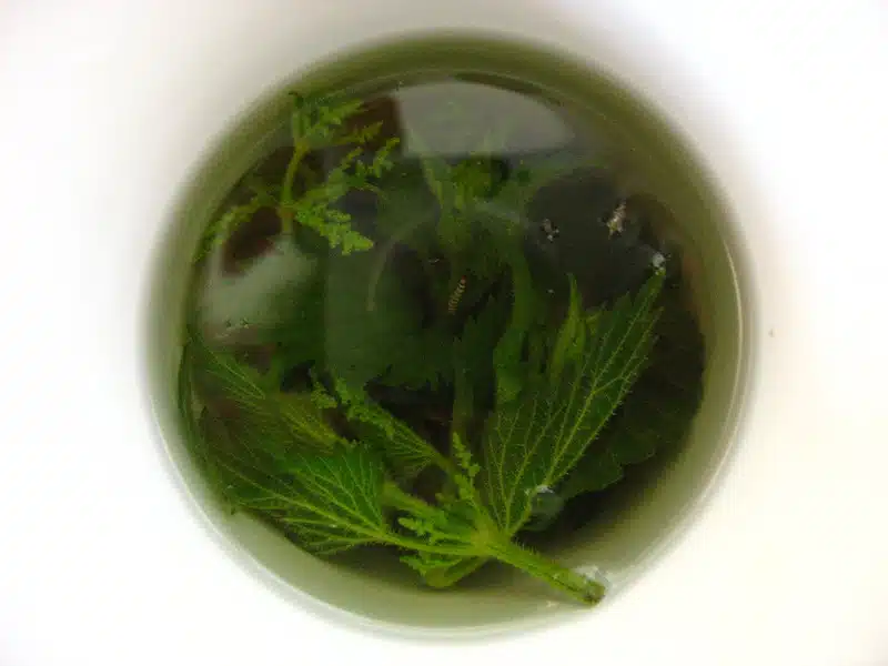 Tästä villiyrtistä valmistettu tee lievittää ja ehkäisee siitepölyallergian oireita