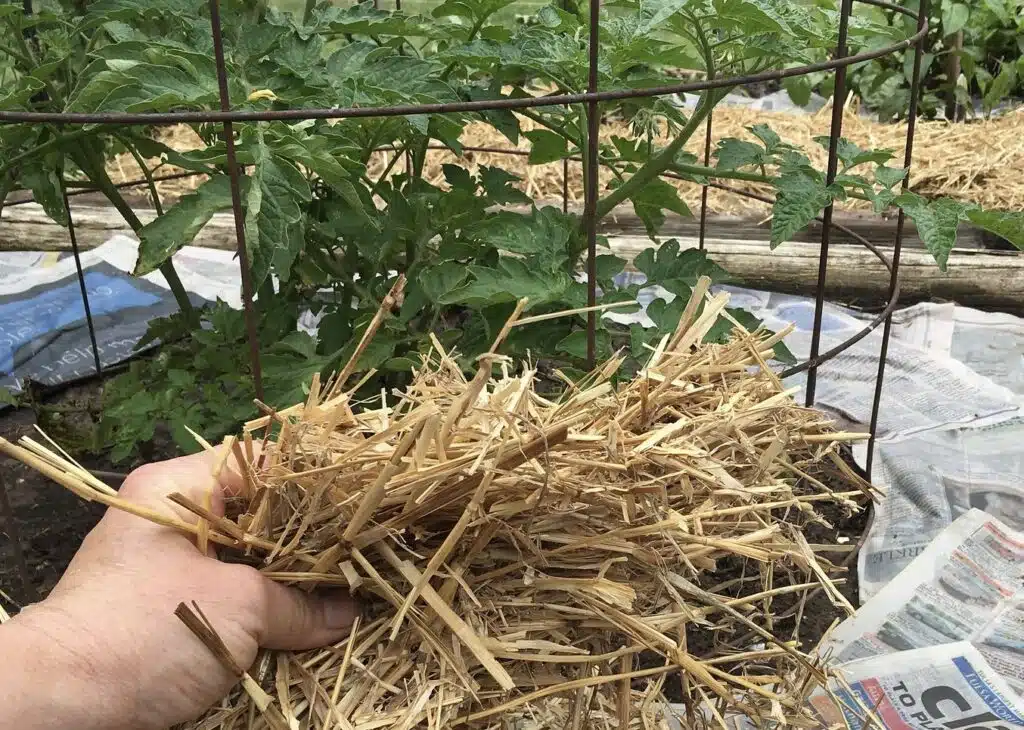 Perunatorni pihalle tai parvekkeelle vain 4 tarvikkeesta – suuri sato pienellä vaivalla