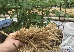 Tee perunatorni vain 4 tarvikkeesta – suuri sato helposti jopa parvekkeella