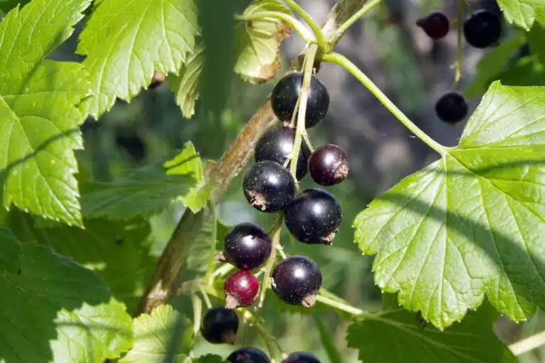 Tämän vuoksi jokaisen puutarhurin pihasta tulisi löytyä mustaherukkapensas