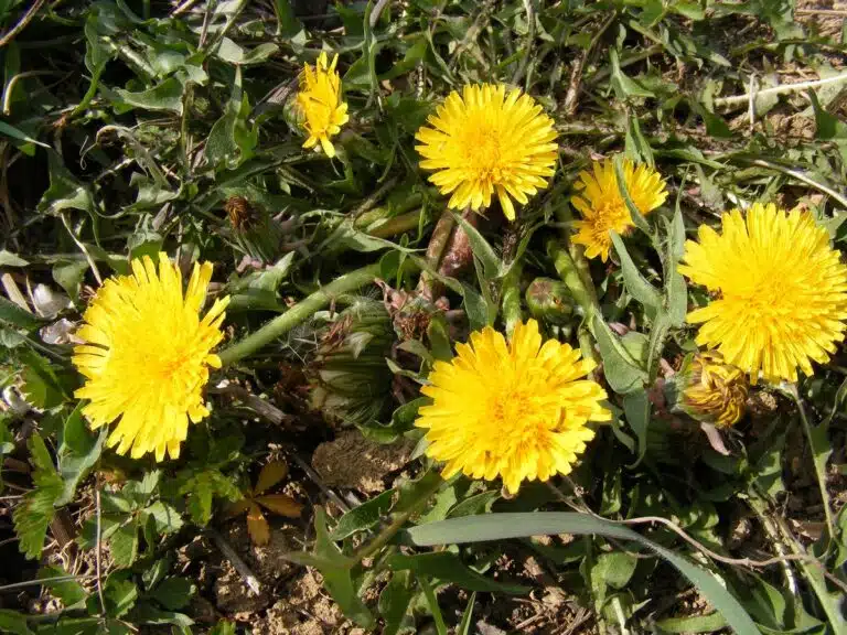 Takapihallasi kasvaa herkku, josta saa valmistettua pestoa – kokeile jo tänään