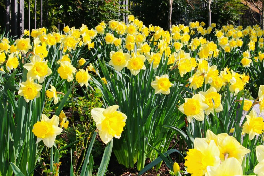 13 kukkaa, jotka voi istuttaa ulos jo huhtikuussa - kestävät pakkasta plant flower spring yellow garden daffodils 651857 pxhere.com