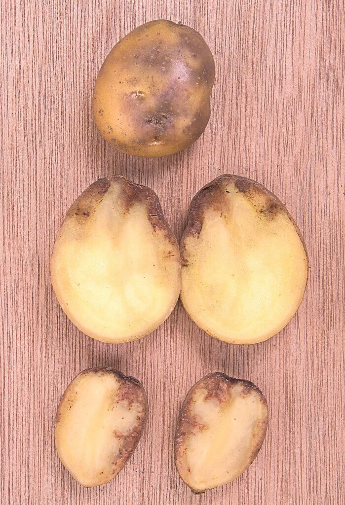 Näin pidät perunan tappavimman taudin loitolla - 5 kriittistä asiaa 960px Phytophthora infestans Aardappelziekte
