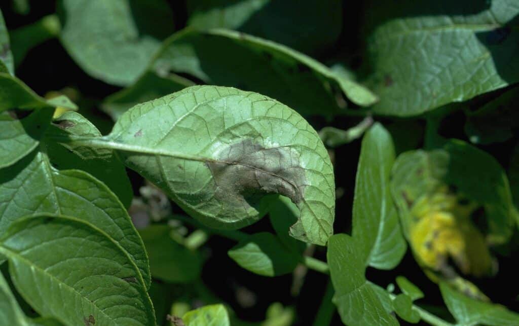 Näin pidät perunan tappavimman taudin loitolla - 5 kriittistä asiaa Late blight on potato leaf 2