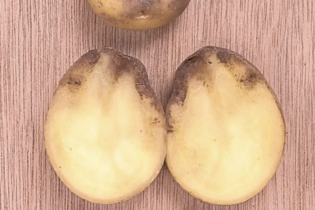 Näin pidät perunan tappavimman taudin loitolla – 5 kriittistä asiaa