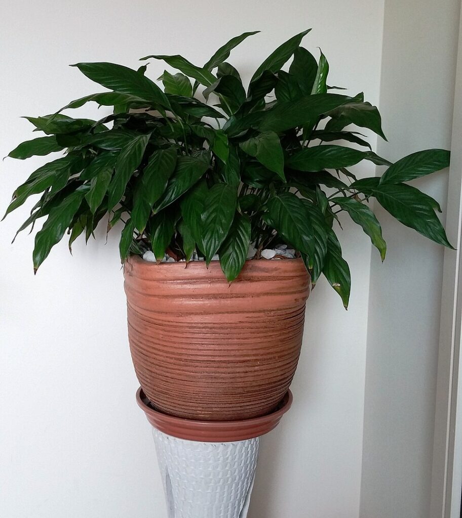 Tämä viherkasvi poistaa huoneilmasta vaarallisia kemikaaleja - tulisi löytyä kaikilta Spathiphyllum wallisii 2 2015