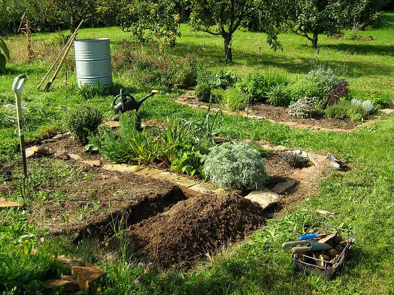 Nämä hyötykasvit voi kylvää vielä heinäkuussa – ehtivät tuottaa runsaan sadon