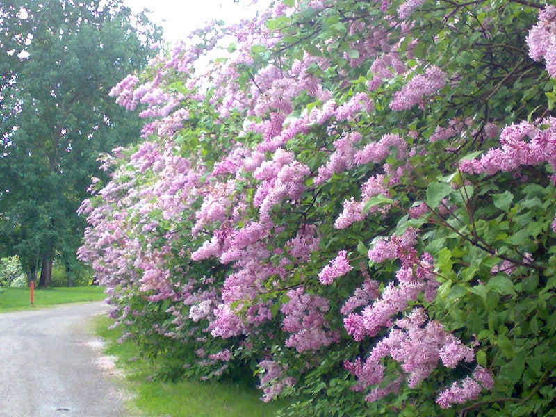 Näin valmistat syreenien kukista mehua - tarvitset vain 4 ainesosaa 8154198308 a0a7c80dc5 c