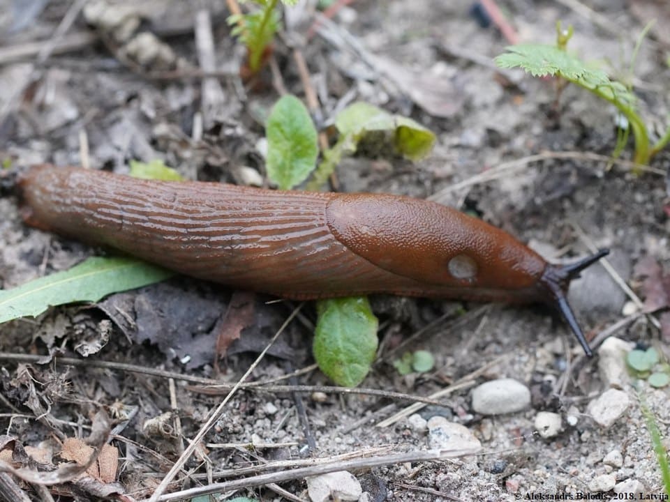 Onko puutarhaasi ilmestynyt tällainen etana? Ryhdy toimeen heti 960px Arion vulgaris 07