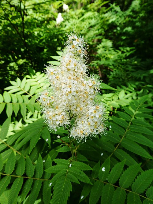 Tuttu koristepensas on haitallinen vieraslaji - hävitä elokuun puoliväliin mennessä Atlas roslin pl Tawlina jarzebolistna 9772 7989
