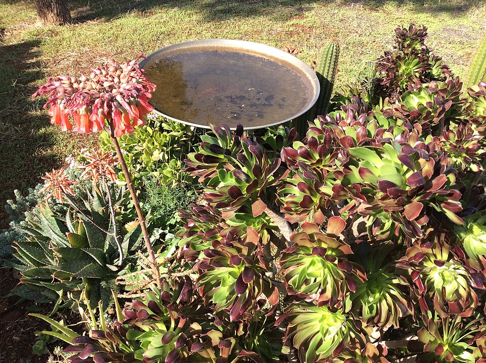 Jokaisesta puutarhasta tulisi löytyä laakea astia, jossa on vettä - elintärkeä vaikutus Bird bath rock garden