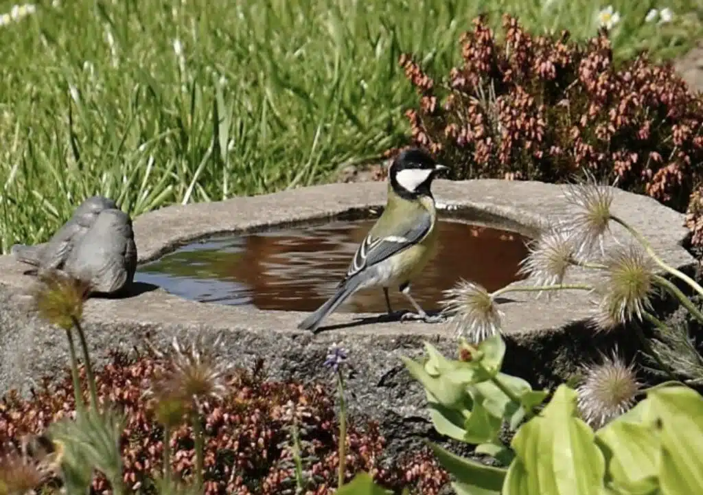 Jokaisesta puutarhasta tulisi löytyä laakea astia, jossa on vettä – elintärkeä vaikutus