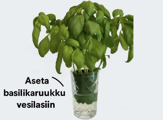 Näin saat kaupasta ostetun basilikan tuottamaan satoa ja säilymään ikuisesti Capture 3
