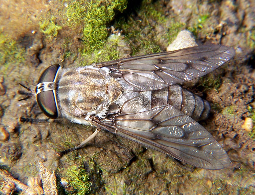Valmista paarmoja karkottava kynttilä itse - ihana tuoksu, jota hyönteiset inhoavat Horse fly Tabanus 2