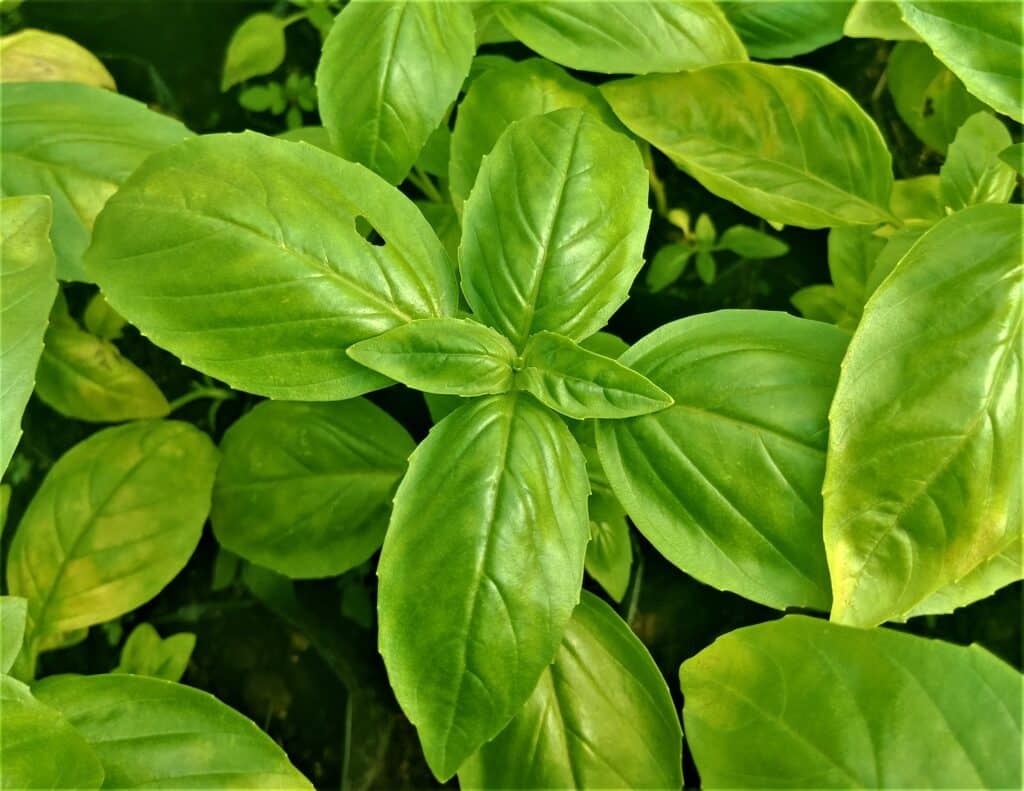 Näin saat kaupasta ostetun basilikan tuottamaan satoa ja säilymään ikuisesti L Basil 1