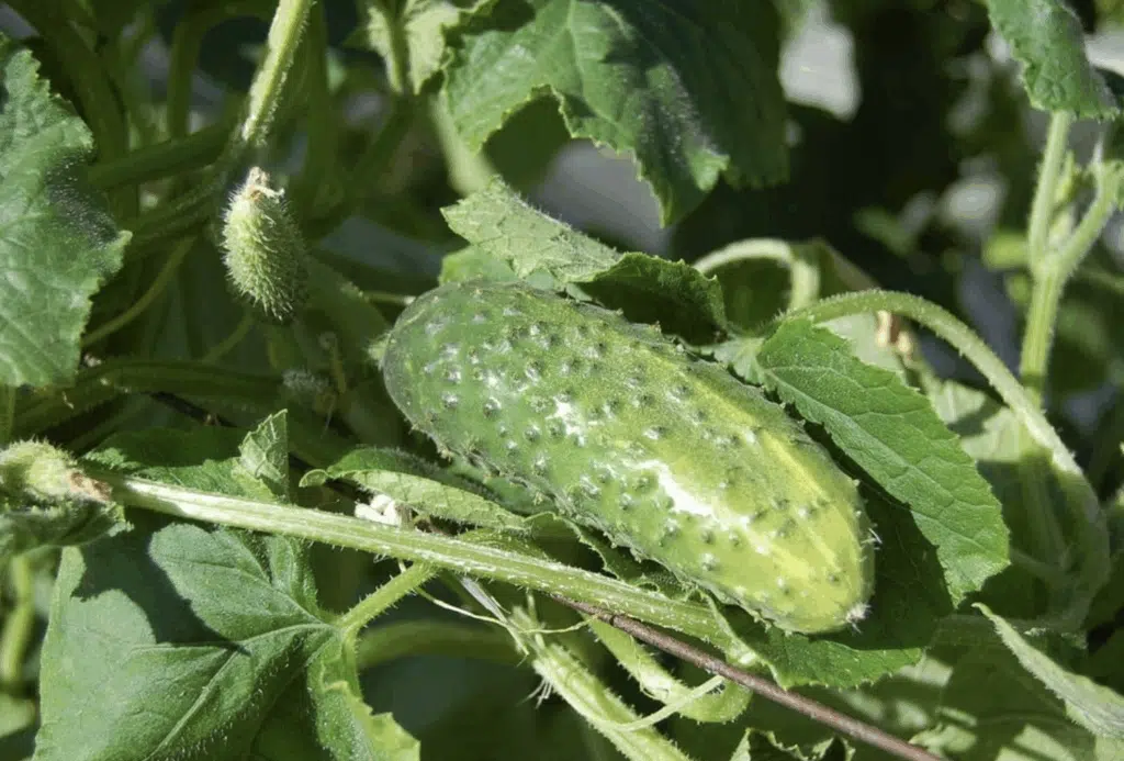Ystäväni vinkkasi kaksi niksiä, joilla hän saa nauttia omista kurkuista pitkälle syksyyn Ystäväni vinkkasi kaksi niksiä, joilla hän saa nauttia omista kurkuista pitkälle syksyyn