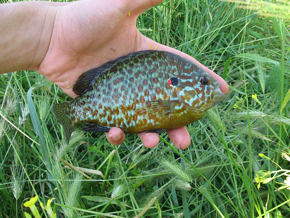 Saitko ongella upean näköisen kalan? Sen päästäminen luontoon on rikos PersicoSole Lepomis gibbosus