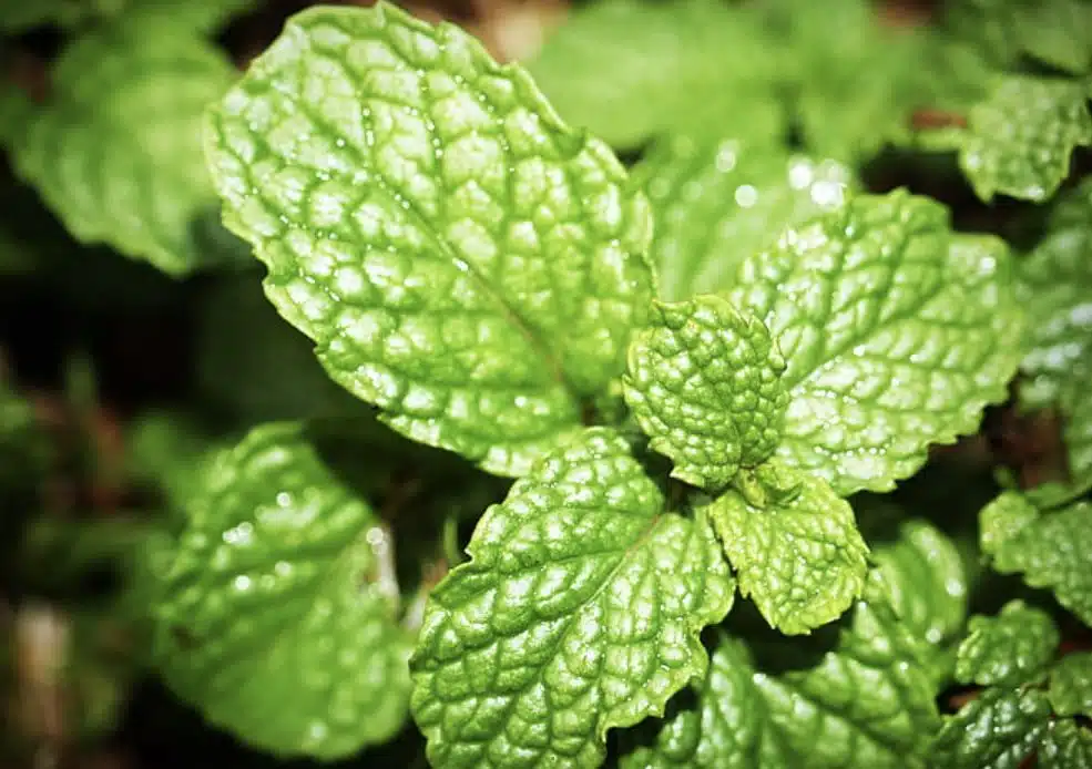 Näetkö kaupassa tämän yrtin? Osta, sillä se karkottaa hyttysiä ja sopii drinkkeihin