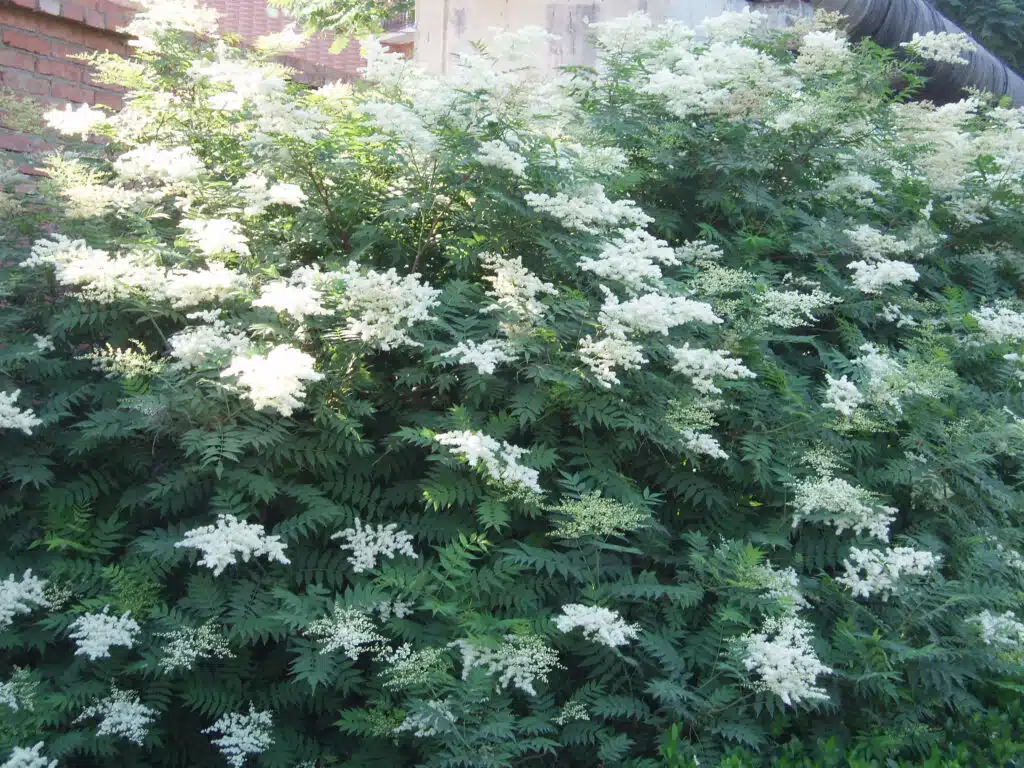 Tuttu koristepensas on haitallinen vieraslaji – hävitä elokuun puoliväliin mennessä