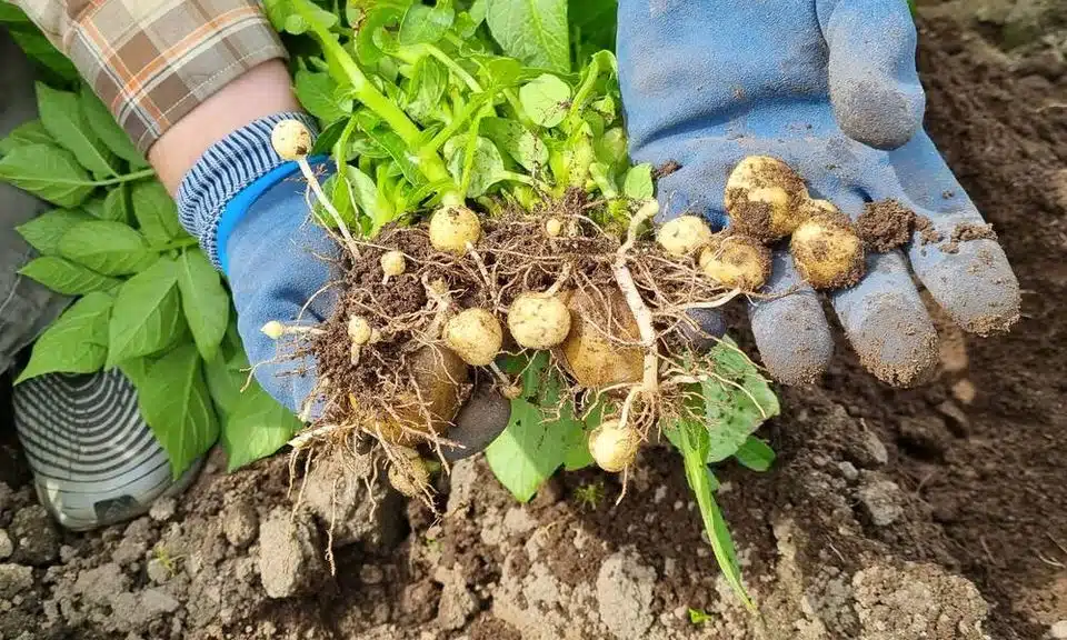 Näin uudet perunat ja varhaisperunat eroavat toisistaan