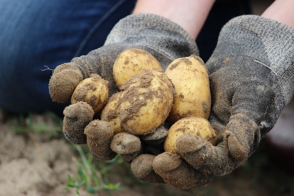 Näin uudet perunat ja varhaisperunat eroavat toisistaan bio potato field nature landscapes 2fb25e 1024