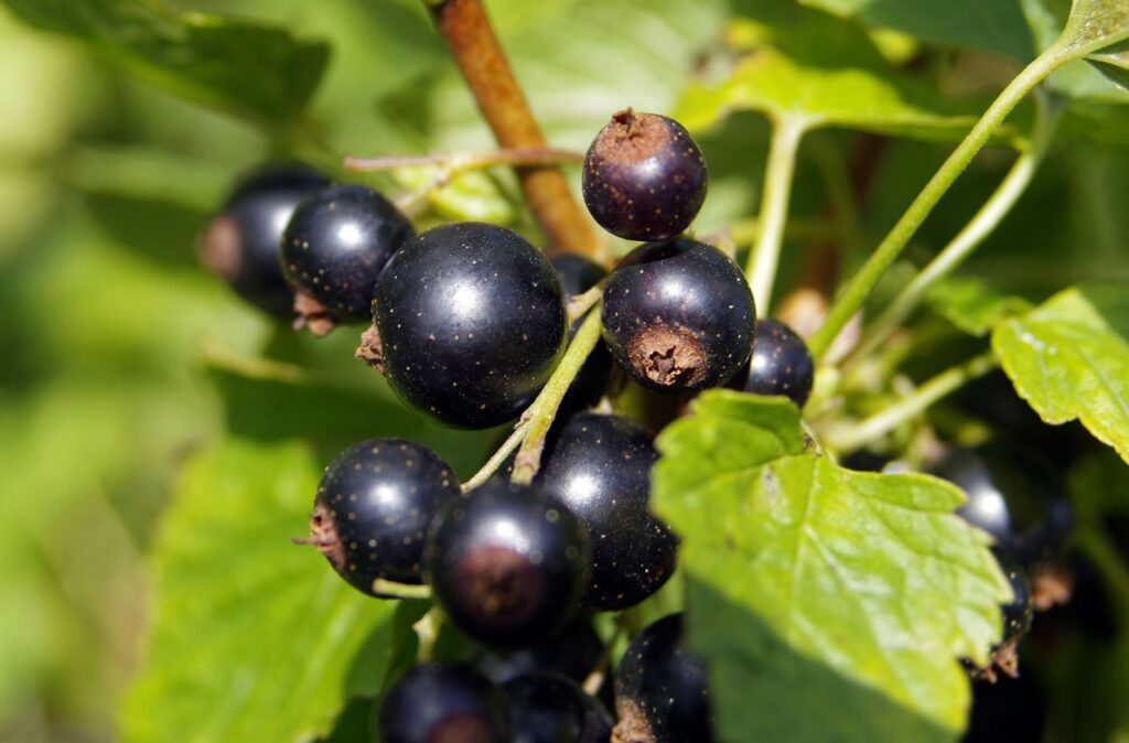 Mummolan kestosuosikki tulisi löytyä jokaiselta pihalta - ravintorikas supermarja branch plant fruit berry flower summer 590226 pxhere.com
