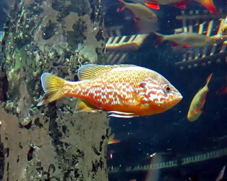 Saitko ongella upean näköisen kalan? Sen päästäminen luontoon on rikos lepomis gibbosus in saint petersburg oceanarium