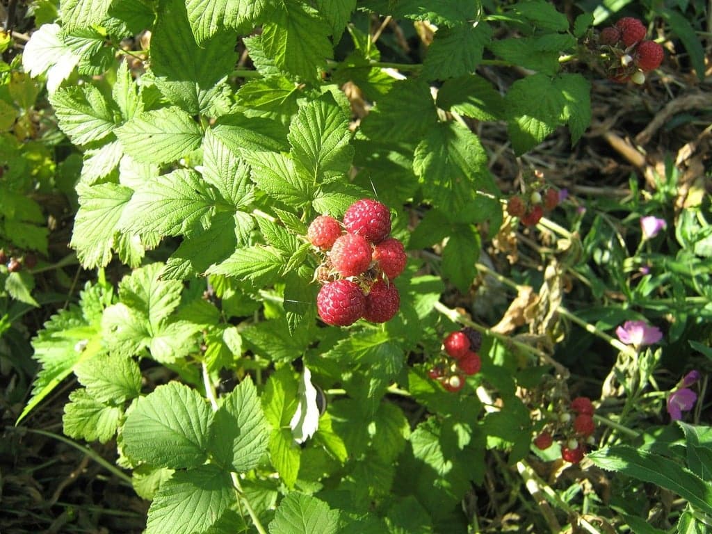 Kolme niksiä, joilla saat loputtoman määrän uusia puutarhavadelman taimia - ilman kustannuksia malina fruit bush food drink 41e7c3 1024