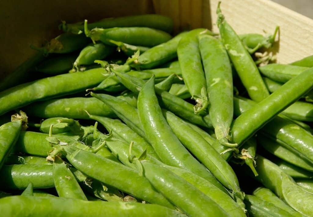 Isoäitini laittaa tuoreet herneet aina veteen ennen tarjoilua - lue miksi se kannattaa plant fruit dish food produce vegetable 725424 pxhere.com