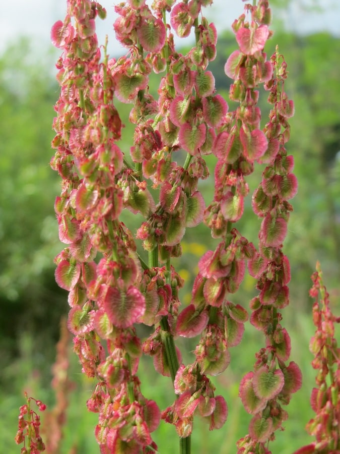 Kasvaako pihallasi tätä vanhanajan villiyrttiä? Teet virheen, jos et kerää sitä talteen tree blossom plant fruit leaf flower 868596
