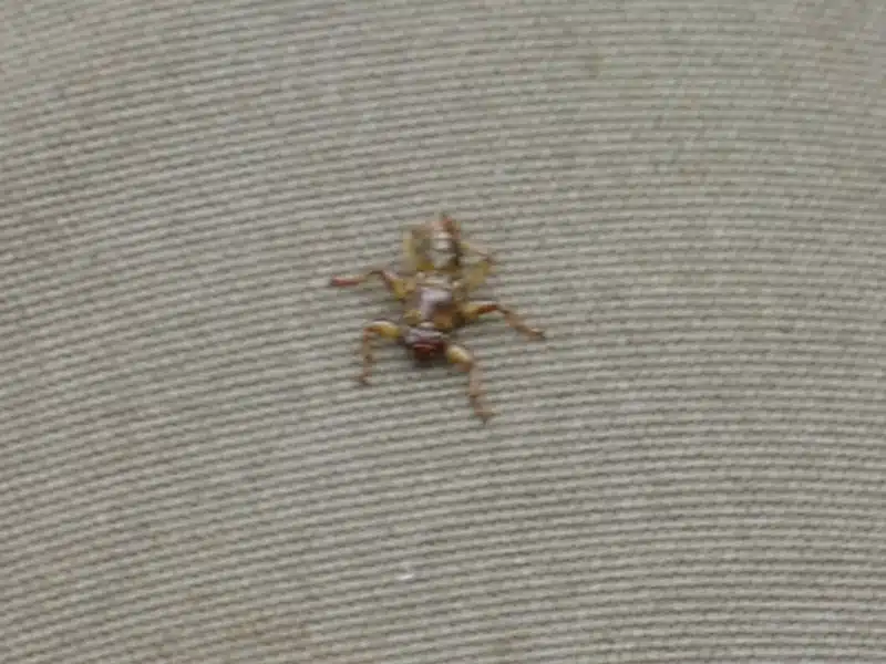 Älä missään nimessä pukeudu tähän väriin, jos haluat välttyä hirvikärpäsiltä metsässä