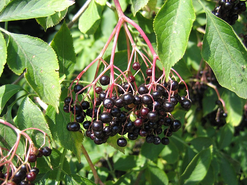 Musta- vai terttuselja – näin tunnistat lajin, joka on syötävä ja joka on myrkyllinen 960px Sambucus nigra fruit001