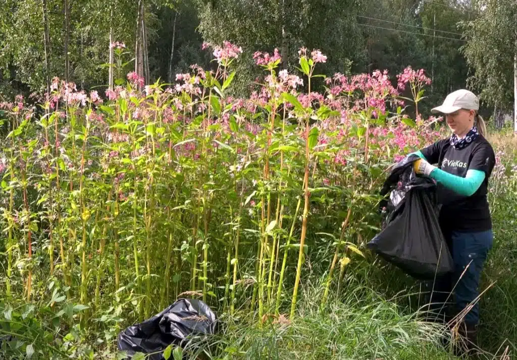 Jos pihallasi kasvaa tätä kasvia, se tulisi kitkeä heti pois – uhkaa jopa kalojen kutupaikkoja