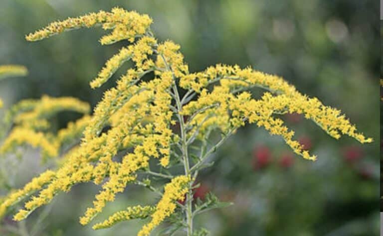 Näyttävä koristekasvi tulee hävittää pihoilta – jo yksi kasvi tuottaa yli 10000 siementä