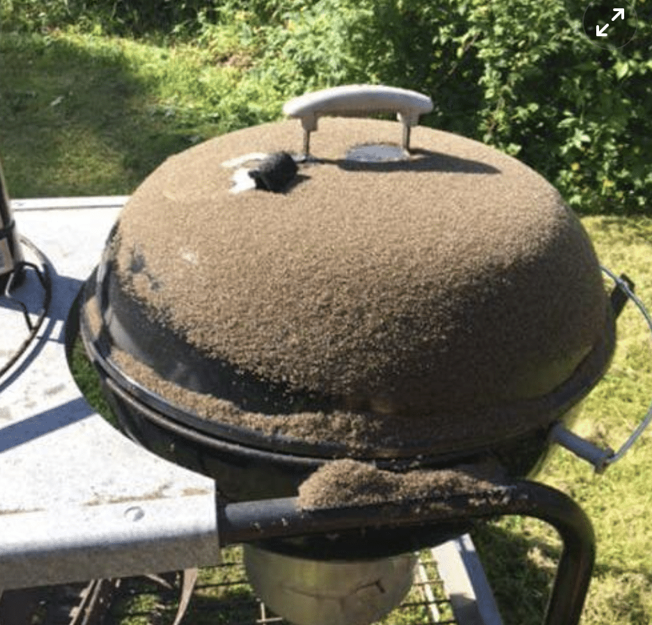 Tappavan tehokas mäkäräisansa - tarvitset vain grillin ja ruokaöljyä Nayttokuva 2025 07 01 kello 12.07.39