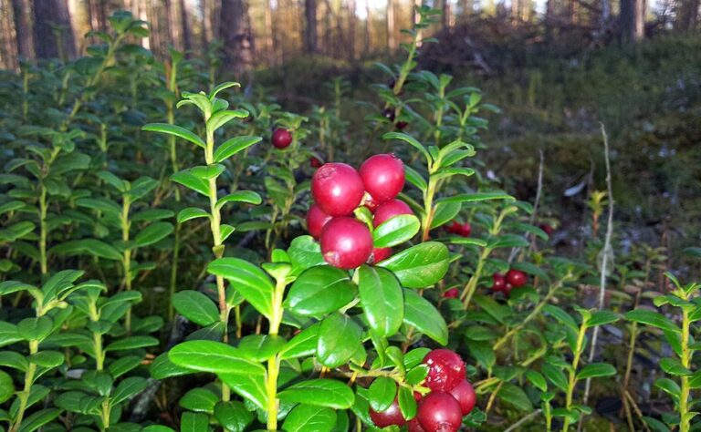 Näin säilöt puolukat ilman sokeria – isoäitien vanha konsti toimii vieläkin