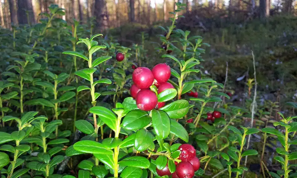 Näin säilöt puolukat ilman sokeria – isoäitien vanha konsti toimii vieläkin