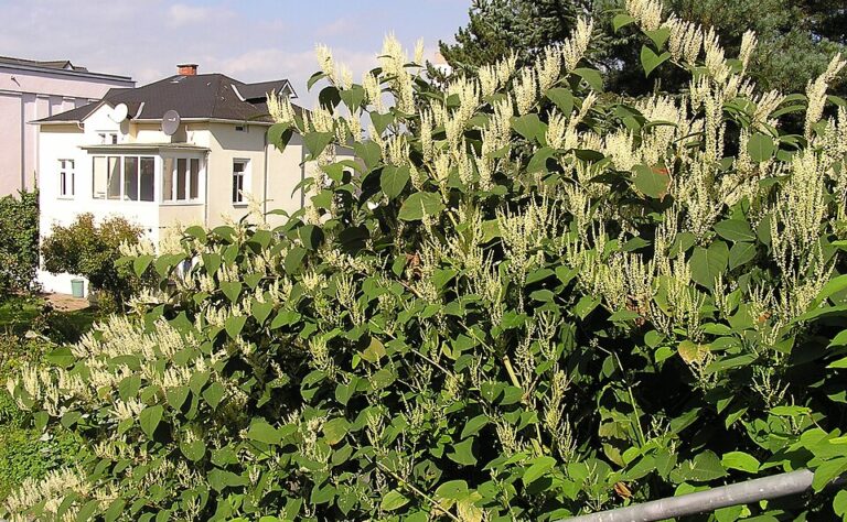 Näyttävä koristepensas on todella haitallinen vieraslaji – voi tappaa jopa taimenia